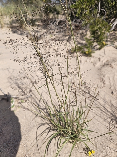 mesa dropseed