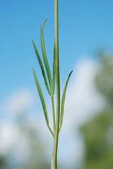 Laserpitium peucedanoides