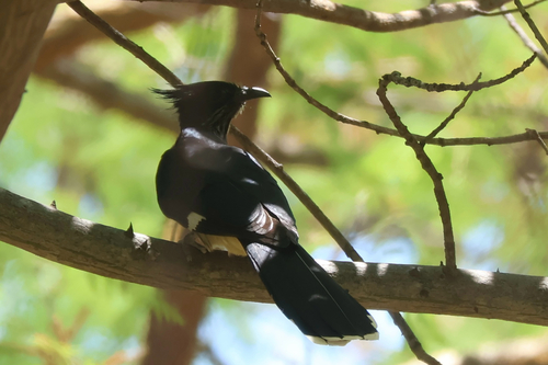 iNaturalist image