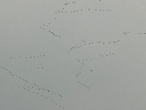 Common Crane