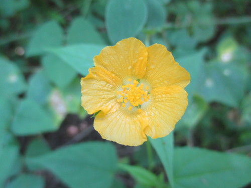 Image of Anoda lanceolata by (c) Alexis López Hernández, some rights reserved (CC BY)