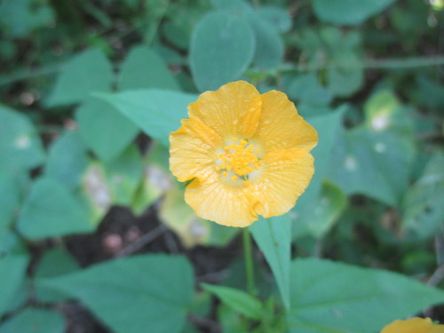 Image of Anoda lanceolata by (c) Alexis López Hernández, some rights reserved (CC BY)