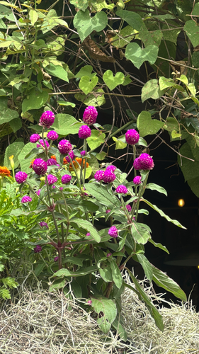 Gomphrena globosa observed 2026-10-18