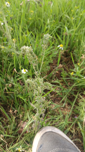 Amsinckia, 2026-10-18