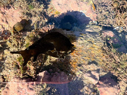 Aplysia punctata, 2026-10-18