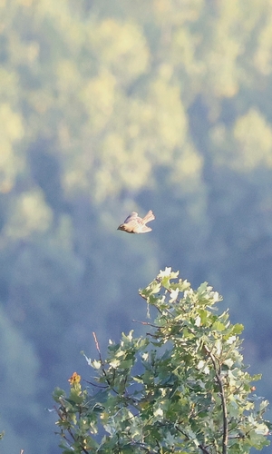 Corn Bunting