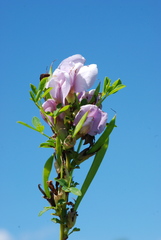 Chamaecytisus purpureus