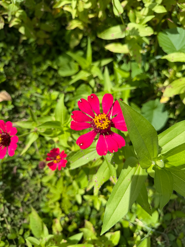 Zinnia elegans observed 2026-10-18