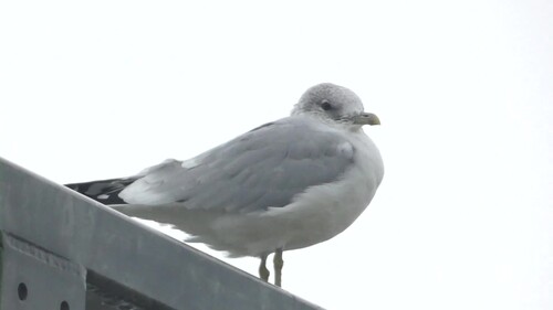 Common Gull