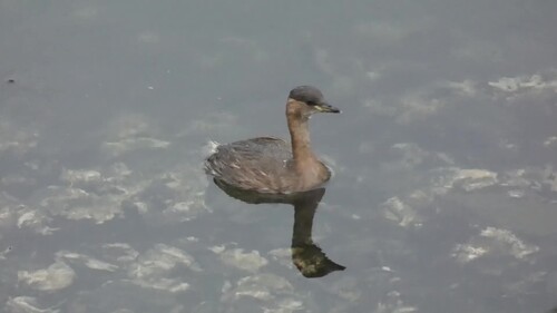 Little Grebe