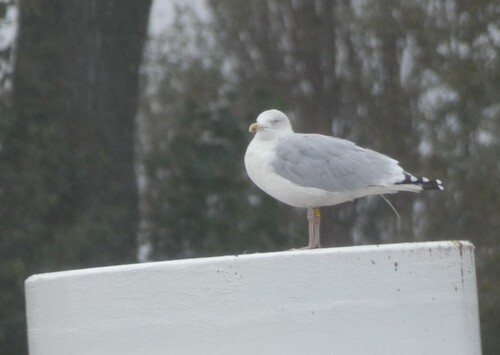 European Herring Gull