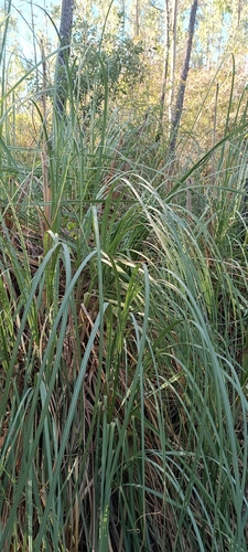Pampas Grass