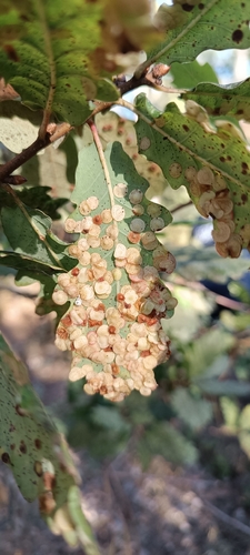Common Spangle Gall Wasp