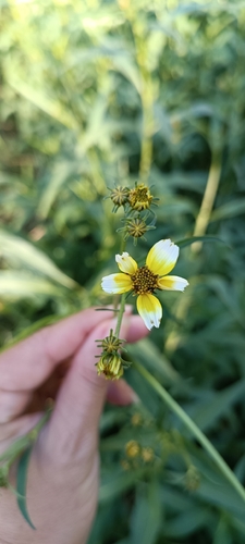 Arizona beggarticks