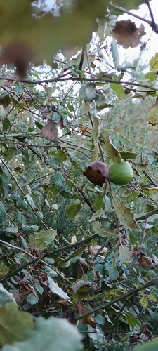 Andricus quercustozae