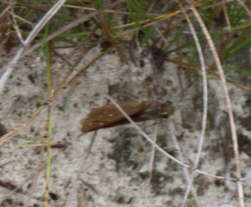 Seminole skipper