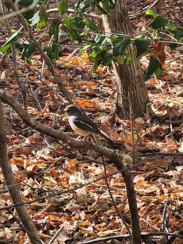iNaturalist image
