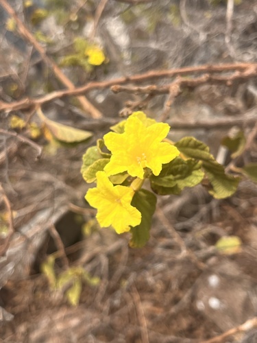 Cordia lutea observed 2026-10-18