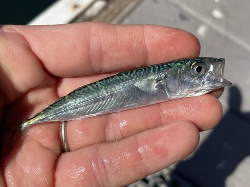 Scomber japonicus observed 2026-10-18
