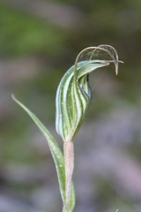 Pterostylis striata