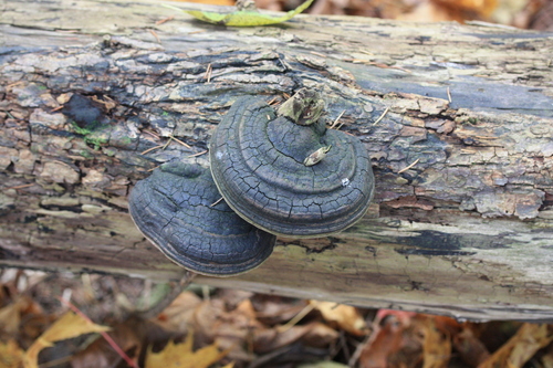 Phellinus igniarius, 2026-10-18