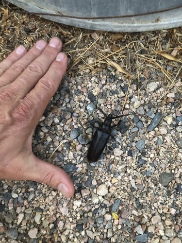 Palo Verde Root Borer