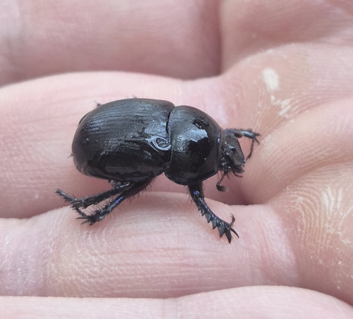 Woodland Dor Beetle