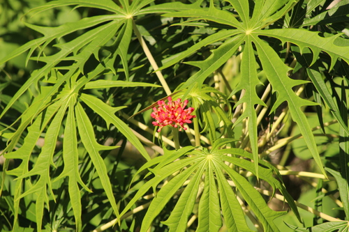 Jatropha multifida observed 2026-10-18
