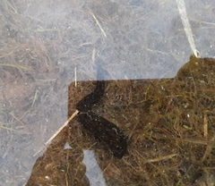 Haemopidae