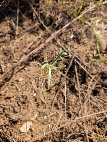 narrowleaf puccoon