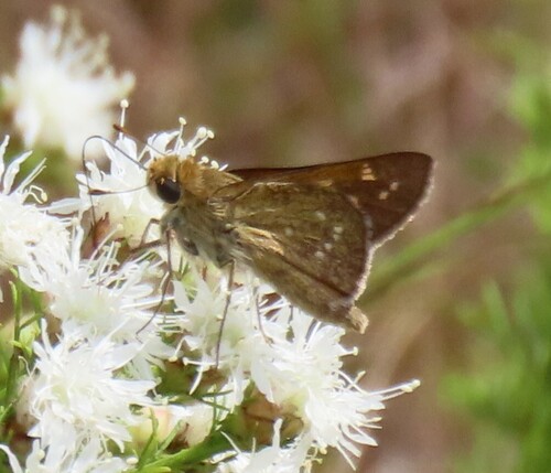 Seminole skipper