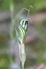 Pterostylis striata