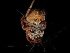 Araneus andrewsi