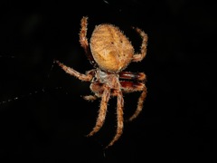 Araneus andrewsi