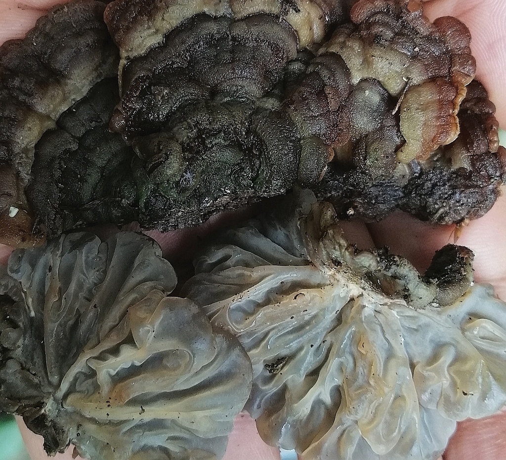 Auricularia brasiliana · May 2020 · photo: © heimatlos (iNaturalist, cc0)