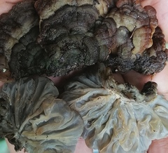 Auricularia brasiliana