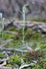 Pterostylis striata