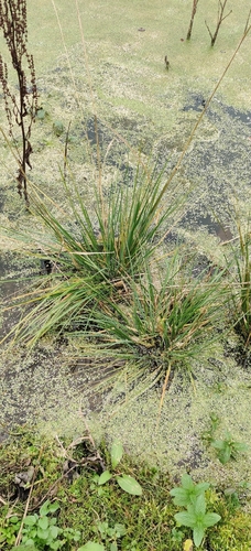 Deschampsia cespitosa observed 2026-10-18