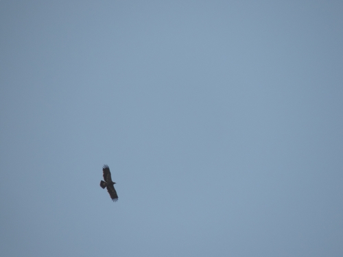 Steppe Eagle