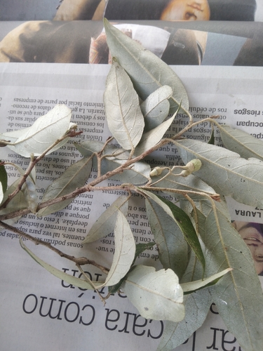 Styrax observed 2026-10-18