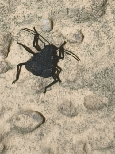 Brown Marmorated Stink Bug