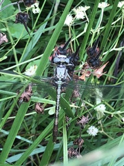 Arigomphus submedianus