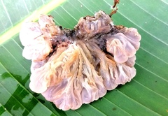 Auricularia brasiliana