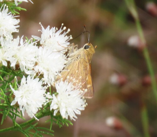Seminole skipper