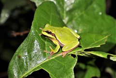 Hyla andersonii