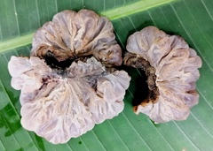 Auricularia brasiliana