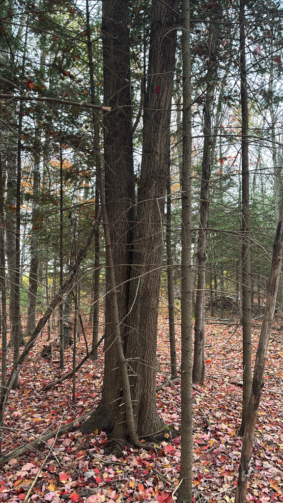 A photograph from Oct 18, 2026 near Eastern Townships, where the observer’s point is approximate.