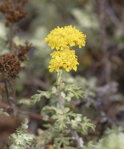 Eriophyllum staechadifolium, 2026-10-18
