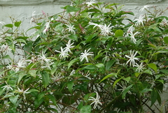 Jasminum nitidum
