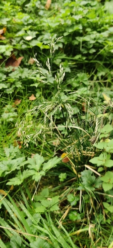 Deschampsia cespitosa observed 2026-10-18
